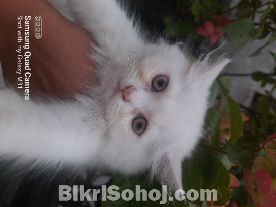 Persian Cat